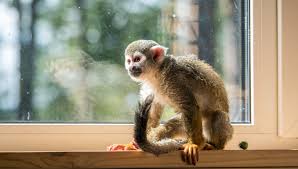 They are also very safe for both humans and pets to ensure that no undesired events occur because of them. Can Monkeys Make Good Pets
