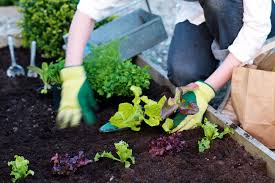 Many of which will only grow their best in the warmer months. Top 5 Summer Vegetables To Grow In Your Backyard Australian Handyman Magazine