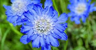 Peony merupakan salah satu tanaman hias bunga paling favorit. 10 Rekomendasi Bunga Biru Untuk Membuat Teras Lebih Segar Popmama Com