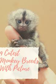 Cutest Monkey Breed To Pet In 2020 Cute Monkey Monkey Breeds Cute Monkey Pictures