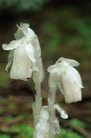 Wondering about that white fungus on your plant? Monotropa Uniflora