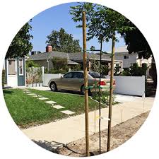 Maybe you would like to learn more about one of these? City Plants Get Free Trees