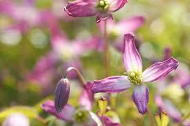 Probably the most heavily scented of all clematis, the flowers exude a fragrance similar to marzipan. Waldrebe Rubromarginata Clematis Triternata Rubromarginata Gunstig Online Kaufen