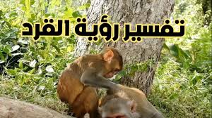 تفسير رؤية القرد في المنام لابن سيرين. ØªÙØ³ÙŠØ± Ø­Ù„Ù… Ø±Ø¤ÙŠØ© Ø§Ù„Ù‚Ø±Ø¯ ÙÙ‰ Ø§Ù„Ù…Ù†Ø§Ù… Youtube