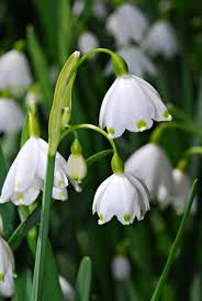 Bulb flowers may flowers spring flowers white flowers beautiful flowers december birth flower birth month flowers fine gardening organic gardening. I Love Snowdrops Brave Little Beauties That Come Up Through The Snow In Late Winter Early Spring Backyard Flowers Flower Pictures Love Flowers