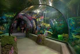 Family Friendly Activities Virginia Beach Aquarium Military Town Advisor Military Familie Virginia Beach Aquarium Virginia Beach Vacation Virginia Vacation