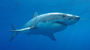 If we're going to talk about the bull shark's diet, we need to break it up into the freshwater menu and the saltwater menu. Shark Attack Deaths In Australia At 10 Year High More Predicted Daily Telegraph