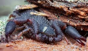 Image result for Pseudoconyza