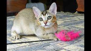 Animal Planet Cats 101 Burmilla Youtube Animal Planet Animals Burmilla