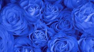Choose from 350+ blue rose graphic resources and download in the form of png, eps, ai or psd. Blue Rose Flower Wallpaper Hd Full Screen Hd Wallpaper