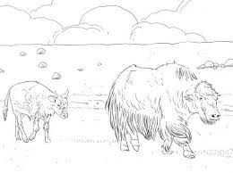 Yak Mother With Calf Coloring Page Super Coloring Animal Coloring Pages Yak Coloring Pages