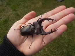 We did not find results for: File Lucanus Cervus Judaicus 3 Jpg Wikimedia Commons