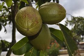 Image result for Pachira glabra