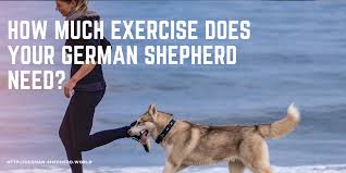 How Much Exercise Does A German Shepherd Need German Shepherd