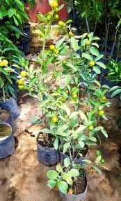 Do you like this video? Calamansi Tree Plant With Bunga Furniture Home Living Gardening Plants Seeds On Carousell