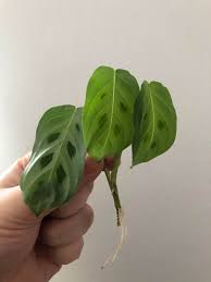 Maybe you would like to learn more about one of these? Do Y All Think This Cutting Is Ready To Be Potted Up Prayer Plant Propagation