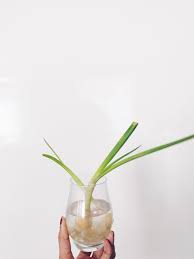 Tutorial menanam daun bawang hidroponik. Regrow Sayuranmu Zerowaste Id