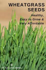 Here's what happened when i took. Wheatgrass Seeds Healthy And Affordable To Grow All Natural Ideas