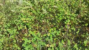 Image result for Marsilea vera