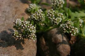 Image result for Corrigiola