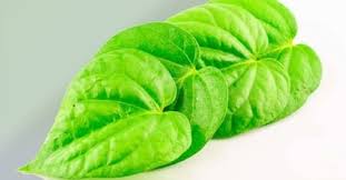 Lihat ide lainnya tentang daun, bunga, video seni. Manfaat Daun Sirih Untuk Kesehatan Tubuh Dan Obat Alami Jagad Id