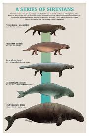 Evolution Of The Manatee Sea Cow And Dugong Artist Is Julio Lacerda Ancient Animals Prehistoric Creatures Sea Cow