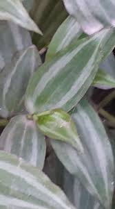 Image result for Rhynchosia congensis