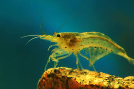 Can Shrimp Live with Betta Fish? A Comprehensive Guide to Aquarium  Compatibility - FishLab