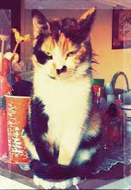 azra adli kullanicinin kedi sevgisiii o panosundaki pin kedi cats