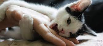 Why Kittens Bite And How To Prevent It