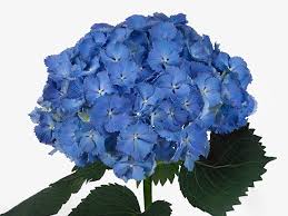 Image result for Hydrangea macrophylla bela obrázek