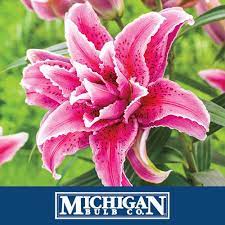 Planting information can also be found at. Michigan Bulb Co Michiganbulb Twitter