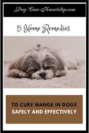 Especially is the true if these symptoms follow, or are. 5 Dog Mange Home Remedy Solutions For Guaranteed Results