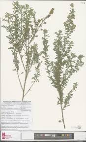 Image result for Indigofera pulchra