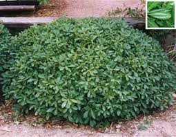 Jun 25, 2020 · most shrubs in the genus buddleia grow to around 6 feet tall, although some will grow a few feet taller given the right circumstances. Gilbert Arizona Landscaping Plants List Shrubs For Landscaping Small Evergreen Shrubs Landscaping Plants