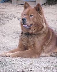 Good Looking Akita Chow Mix