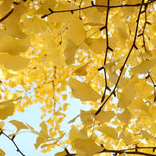 The alternate spelling, \\gingko\\ is more in line with how people pronounce the name of the tree. Ginkgo Biloba Ginkgo Tree Nature Photography Ginkgo Biloba