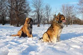 Резултат с изображение за кавказка овчарка