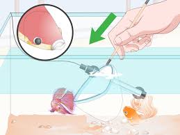 If your betta's body suddenly looks puffed up, it could be a sign of constipation, but it could also be sign of a condition called dropsy which can be life threatening. How To Prevent And Treat Popeye In Betta Fish 10 Steps