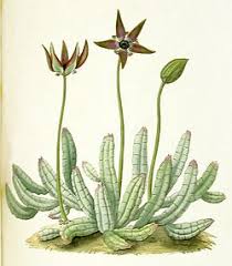 Image result for Tridentea