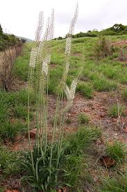 Image result for Drimia elata