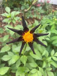 Image result for Dierama parviflorum