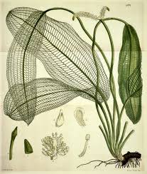 Image result for Zosteraceae
