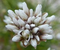 Image result for Blumea squarrosa