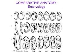 Some of the worksheets displayed are comparative anatomy of the domestic chicken student work, 4th grade mathematics instructional toolkit, comparative study explained, international trade and. Comparative Anatomy And Embryology Lessons Blendspace