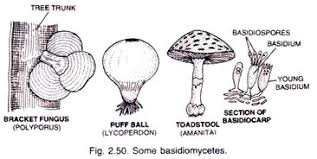 Classification Of Fungi With Diagram