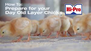 Download How To Raise Your Day Old Layer Chicks Youtube