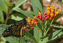 Butterfly Garden Resources For A Butter Garden Butterfly Plants Butterfly Garden Monarch Butterfly Garden