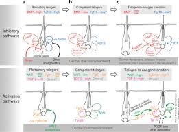 The actual growth rate of your hair depends on a number of different factors. New Activators And Inhibitors In The Hair Cycle Clock Targeting Stem Cells State Of Competence Sciencedirect