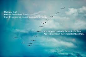 Look At The Birds Of The Air Matthew 6 26 Look At The Birds Of The Air They Do Not Sow Or Reap Or Store Away In Barns And Yet Your Heavenly Father Feeds Heavenly Father Birds Scripture